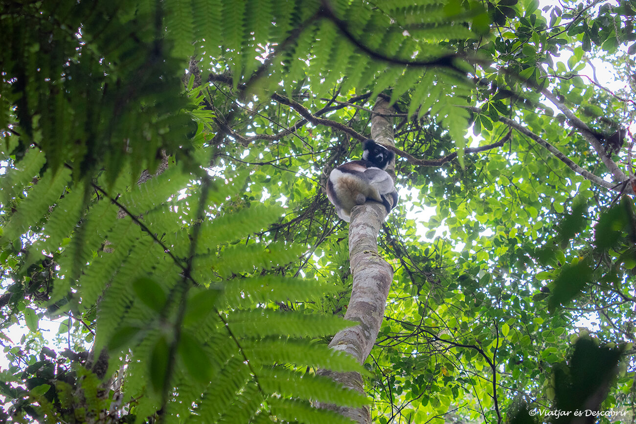 un indri indri al Parc Nacional Andasibe-Mantadia