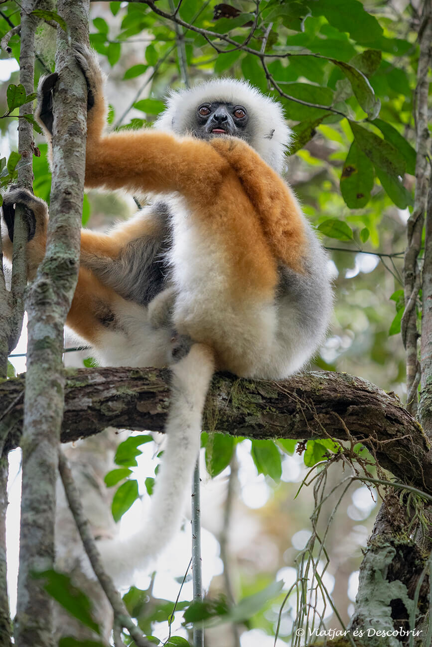 un lèmur sifaca de diadema assegut a una branca