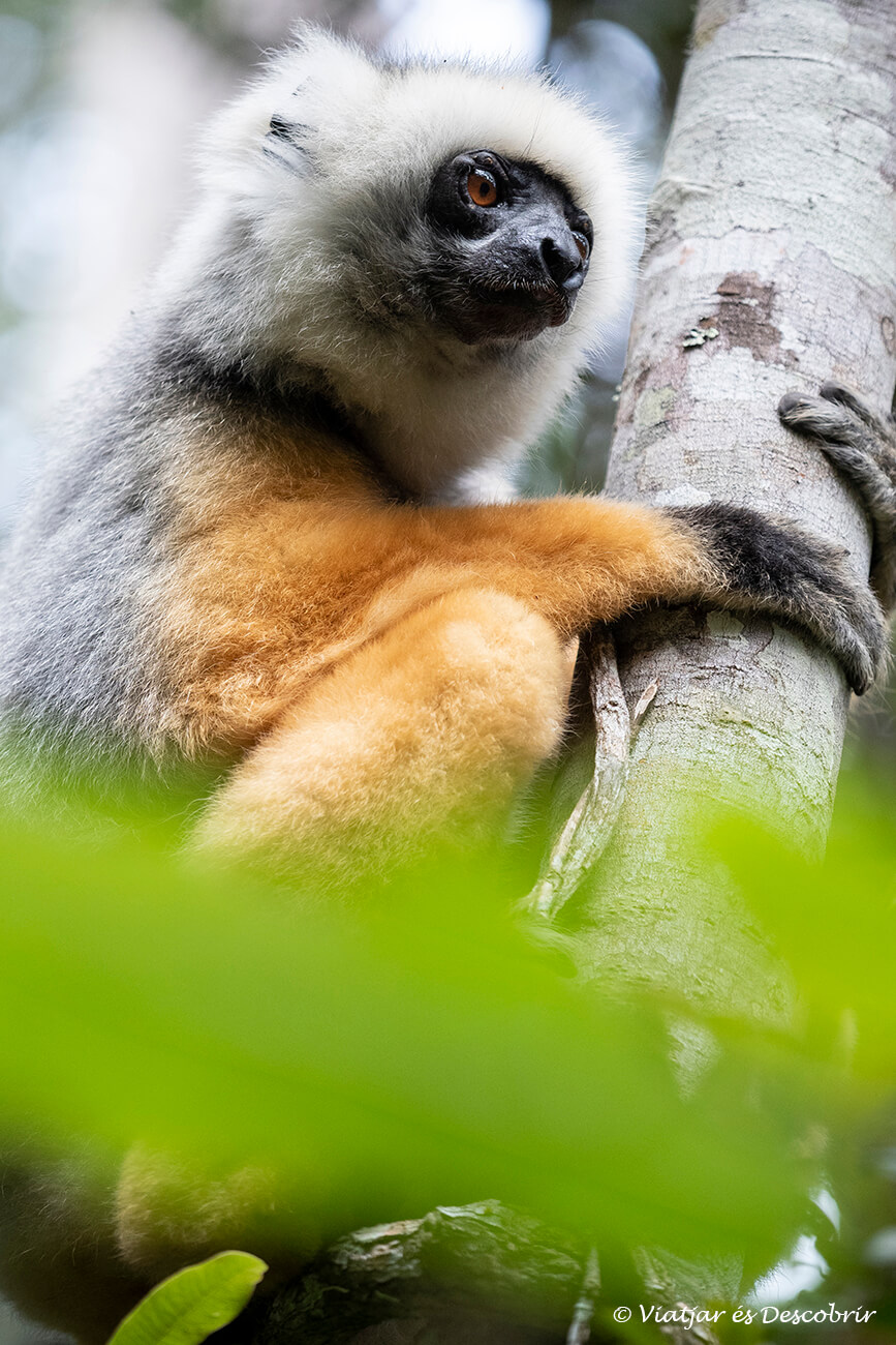 primer pla d'un lèmur sifaca de diadema a un arbre