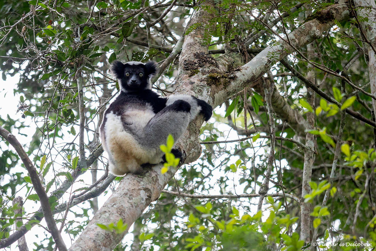 indri indri mirant a la càmera des de dalt d'un arbre al matí després d'haver cantat i menjat