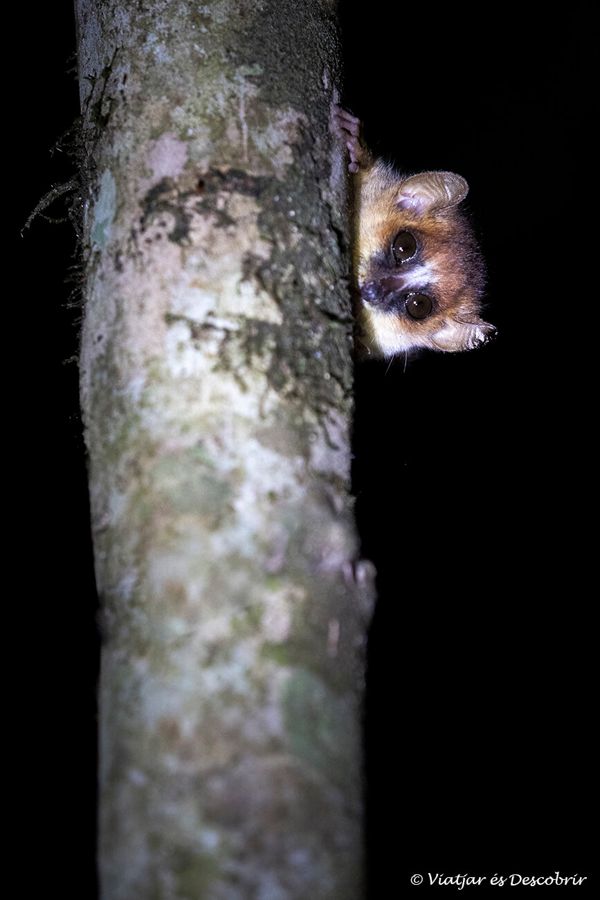 un lèmur ratolí a Madagascar un dels primats més petits del planeta