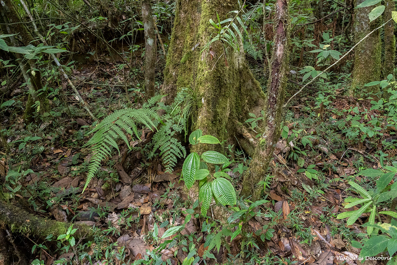 detalls de la vegatació del bosc primari de Mantadia