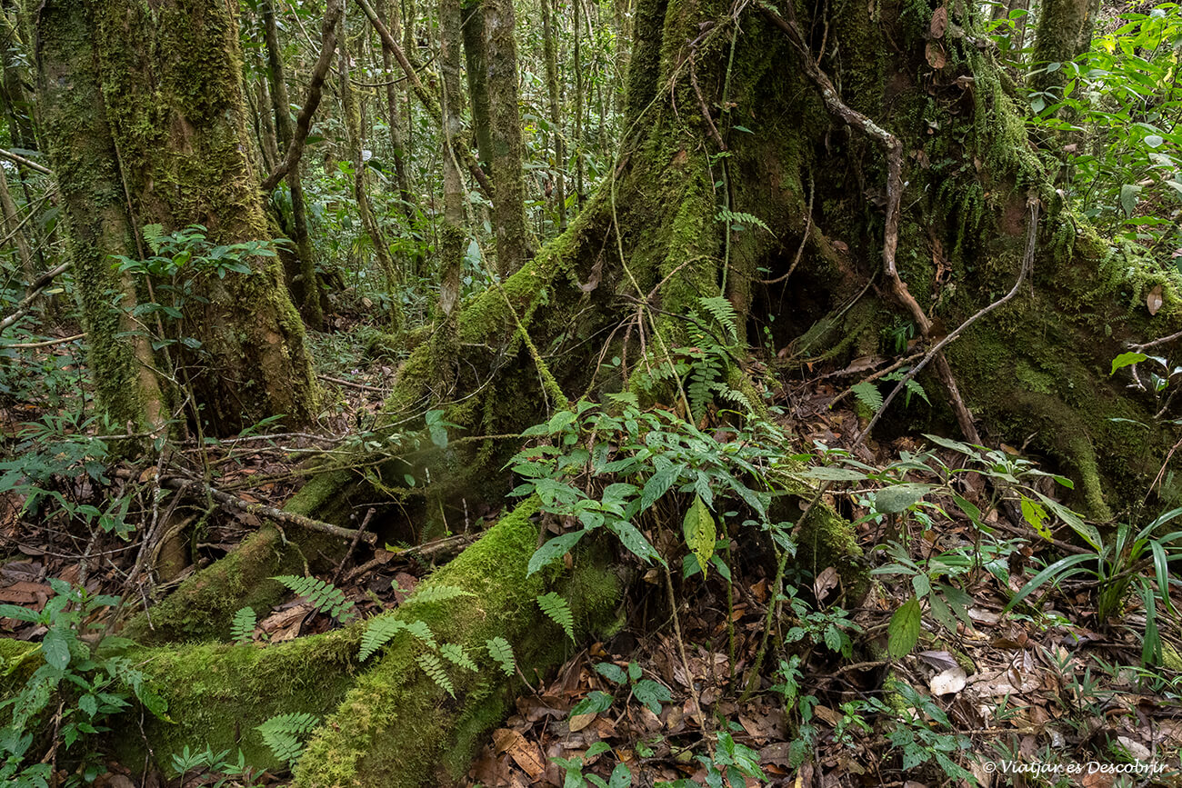 detalls de la vegetació de la selva del Parc Nacional Mantadia
