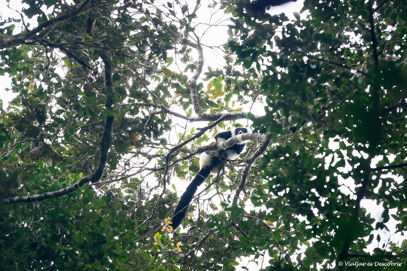 un lèmur de collar a les copes dels arbres