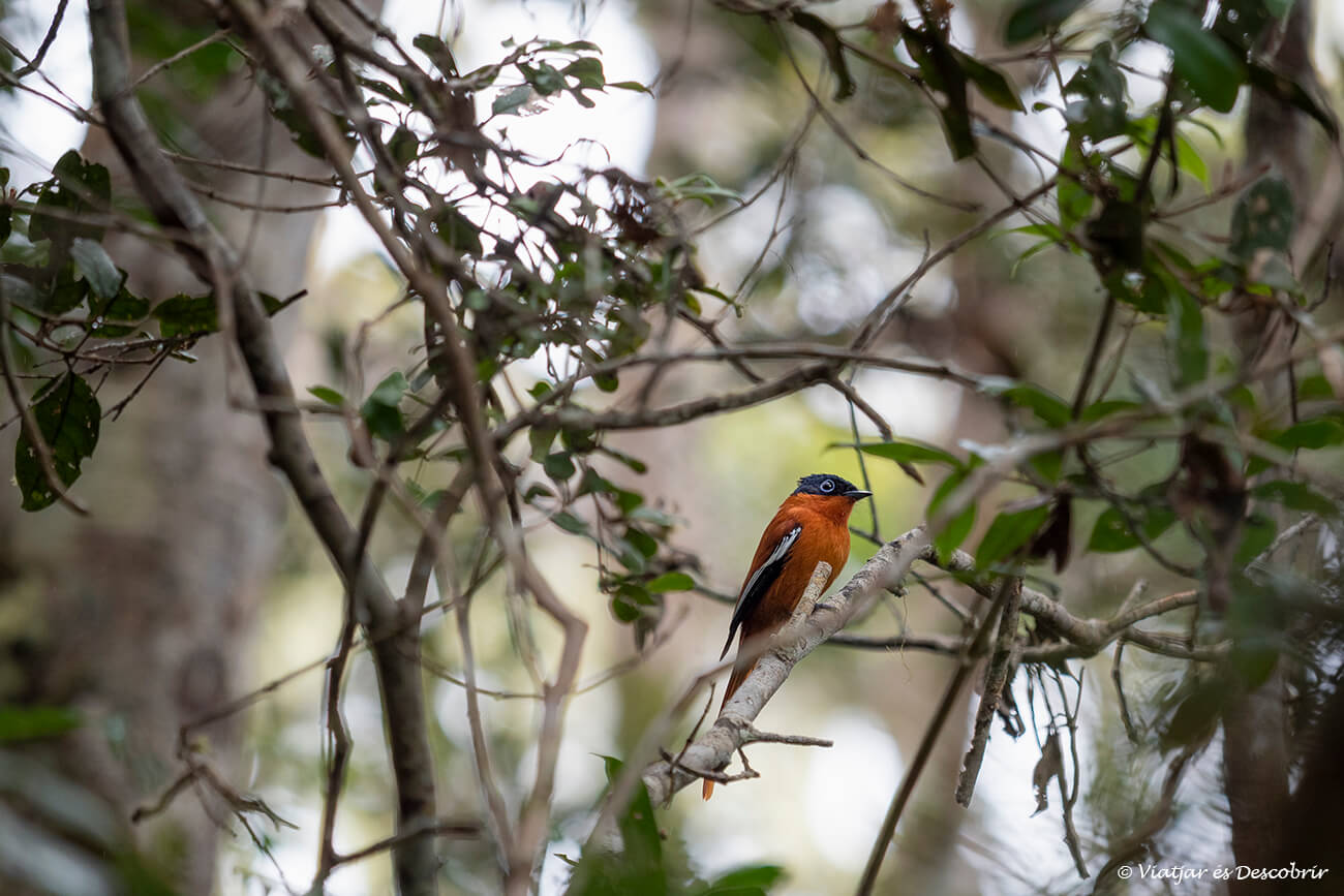 un ocell de color taronja al Parc Nacional Andasibe-Mantadia
