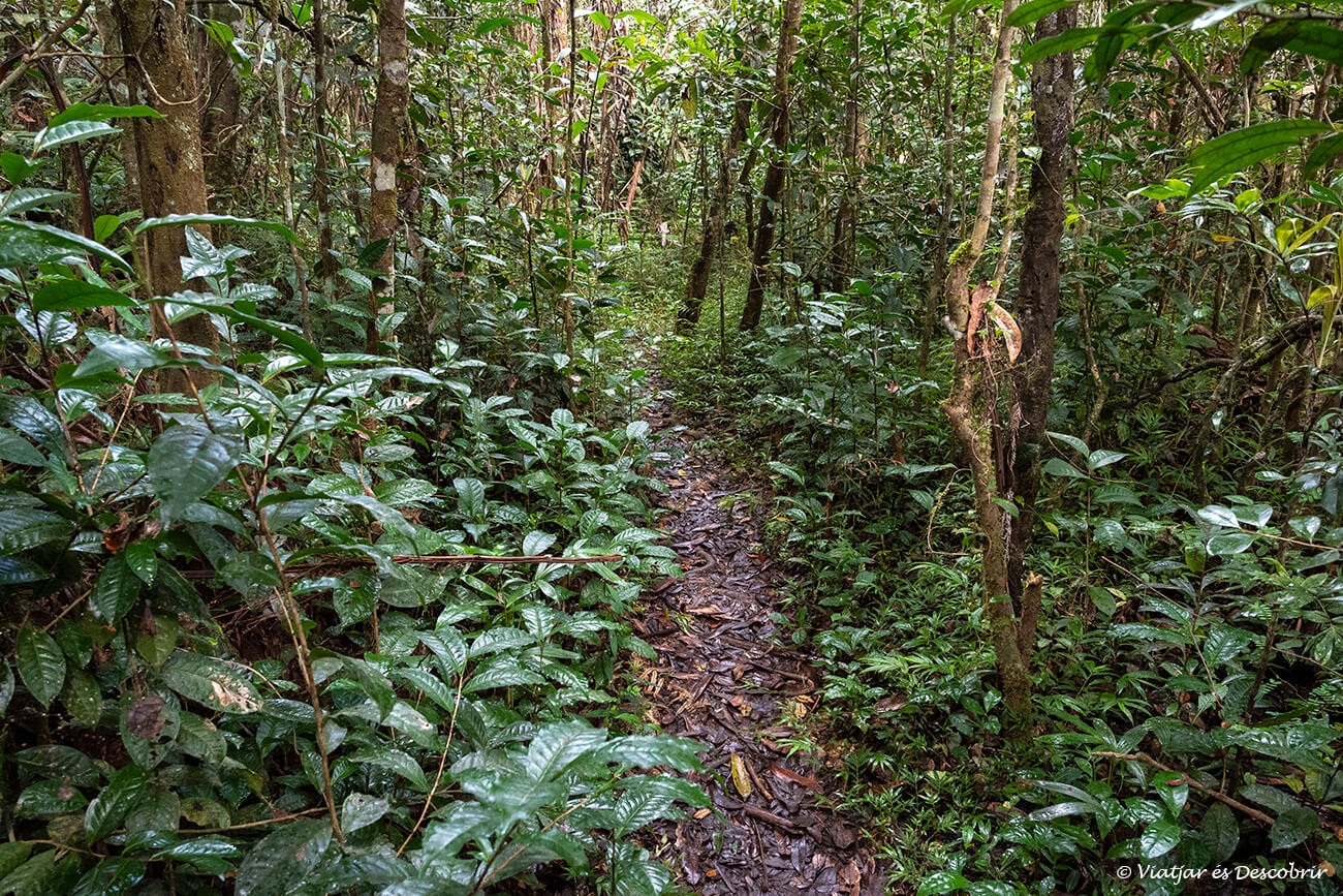 camins per la selva de V.O.I.M.M.A a Andasibe