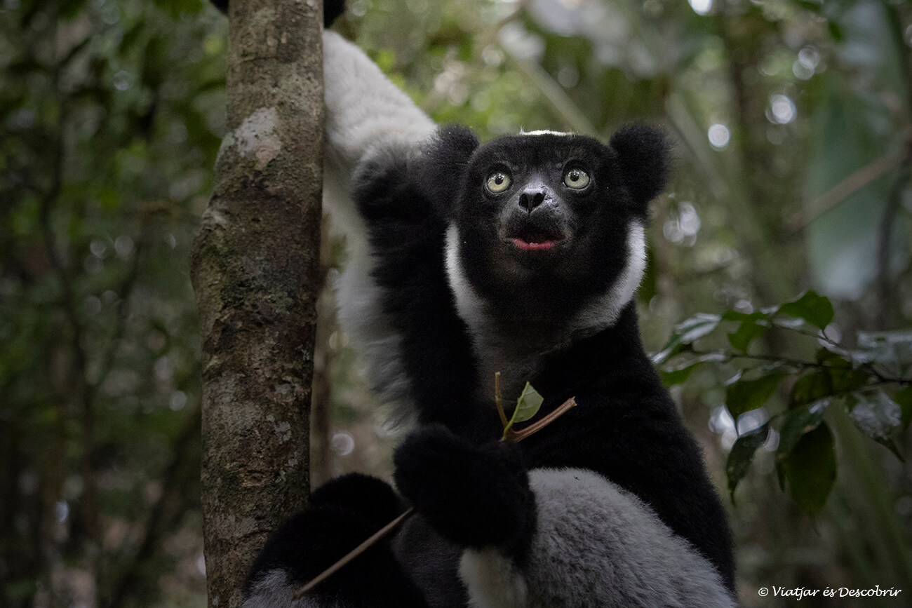 Actualment esteu veient Parc Nacional Andasibe-Mantadia: guia per visitar-lo