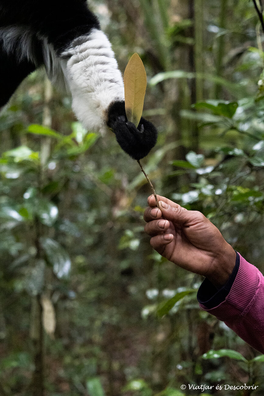 connexió entre un indri indri salvatge i un guia local