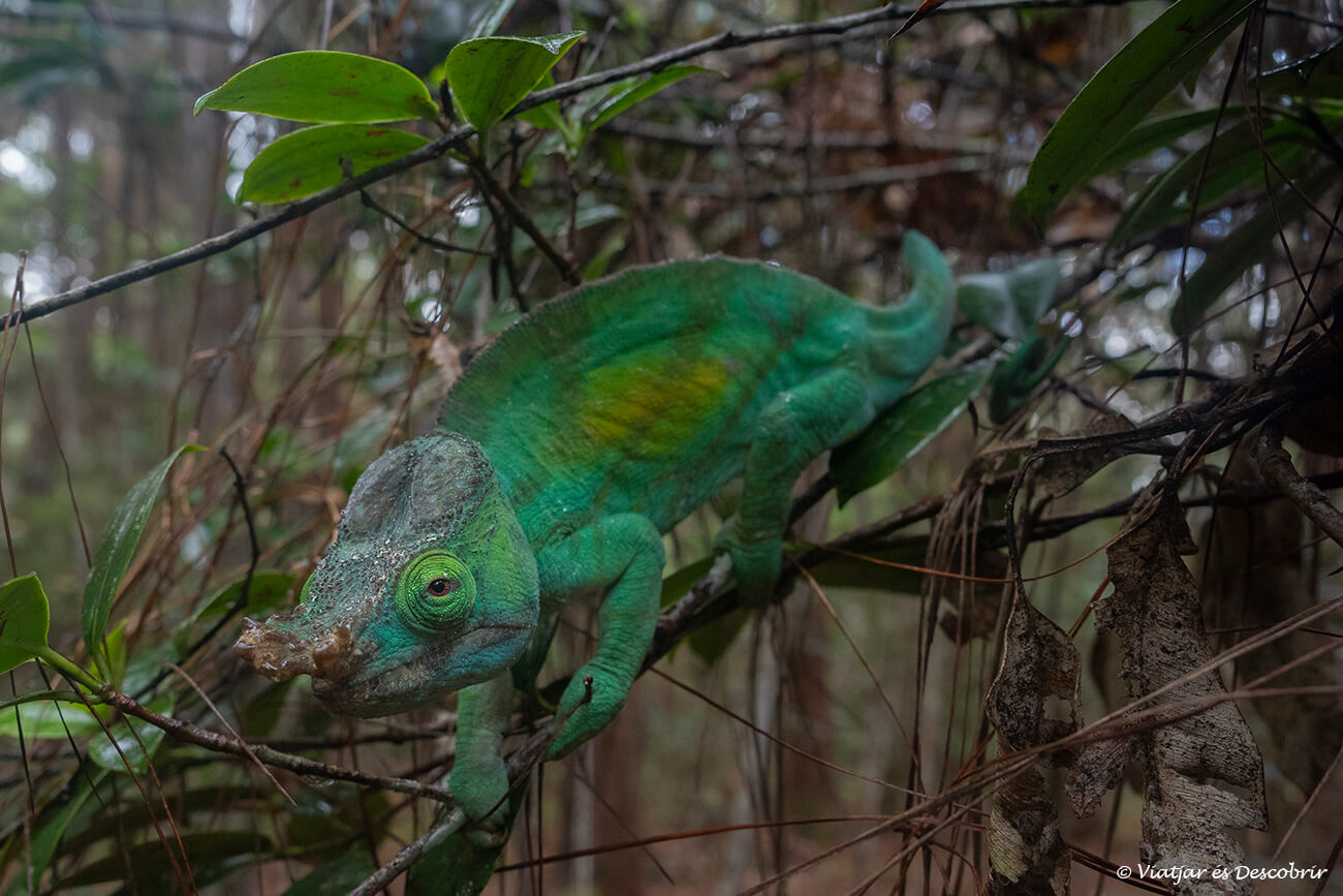 camaleó de Parsona a Madagascar