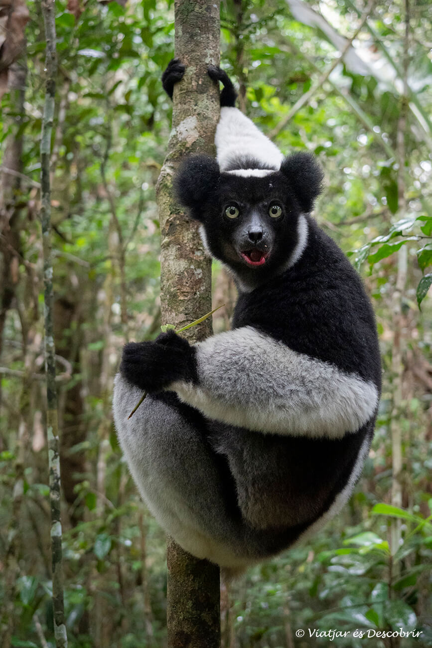 primer pla d'un indri indri després de menjar fulles tendres