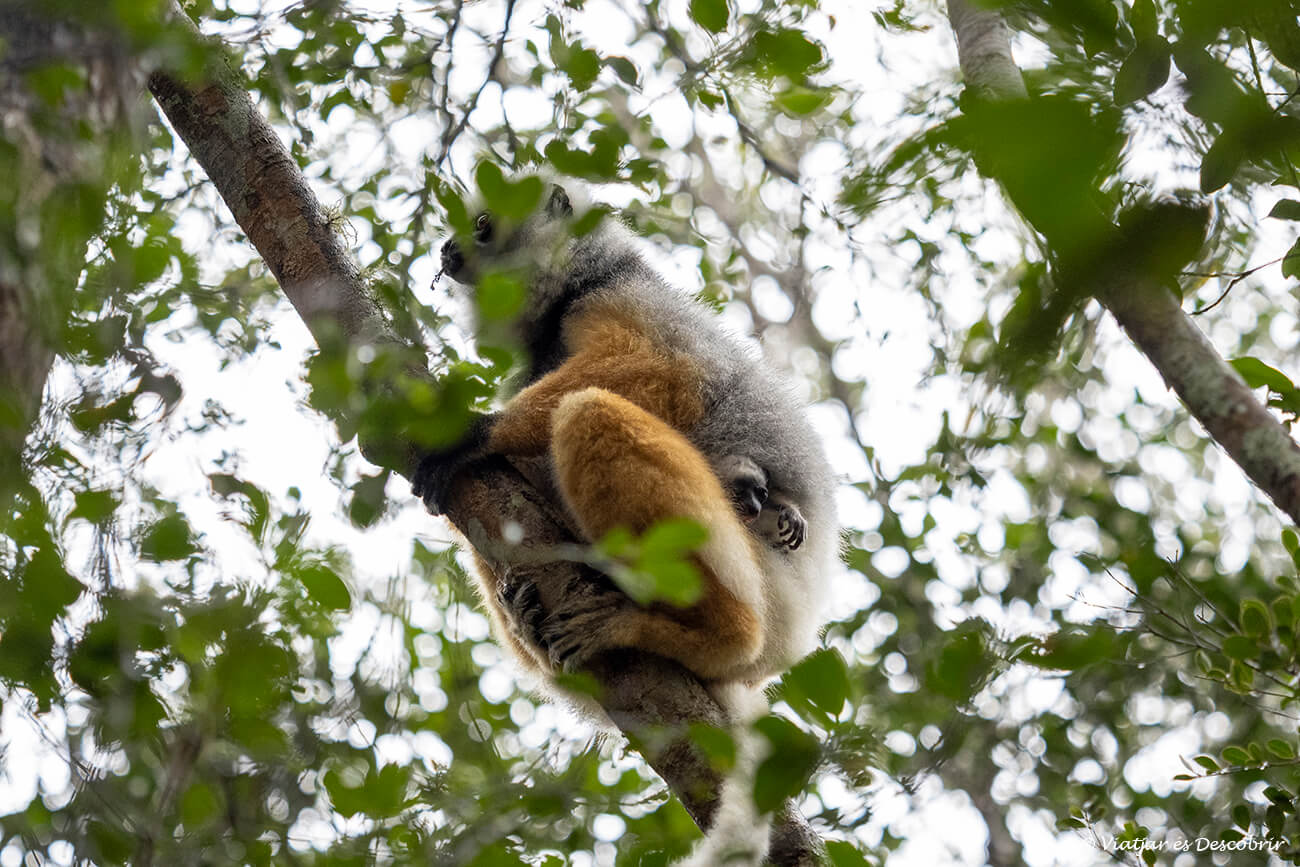 un sifaca de diadema amb la seva cria