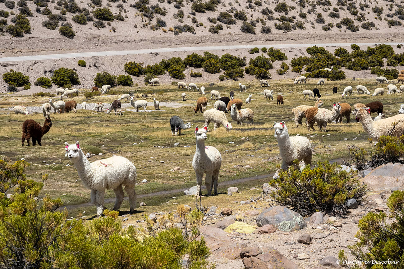 grup de llames a una zona de bofedals andins a Xile
