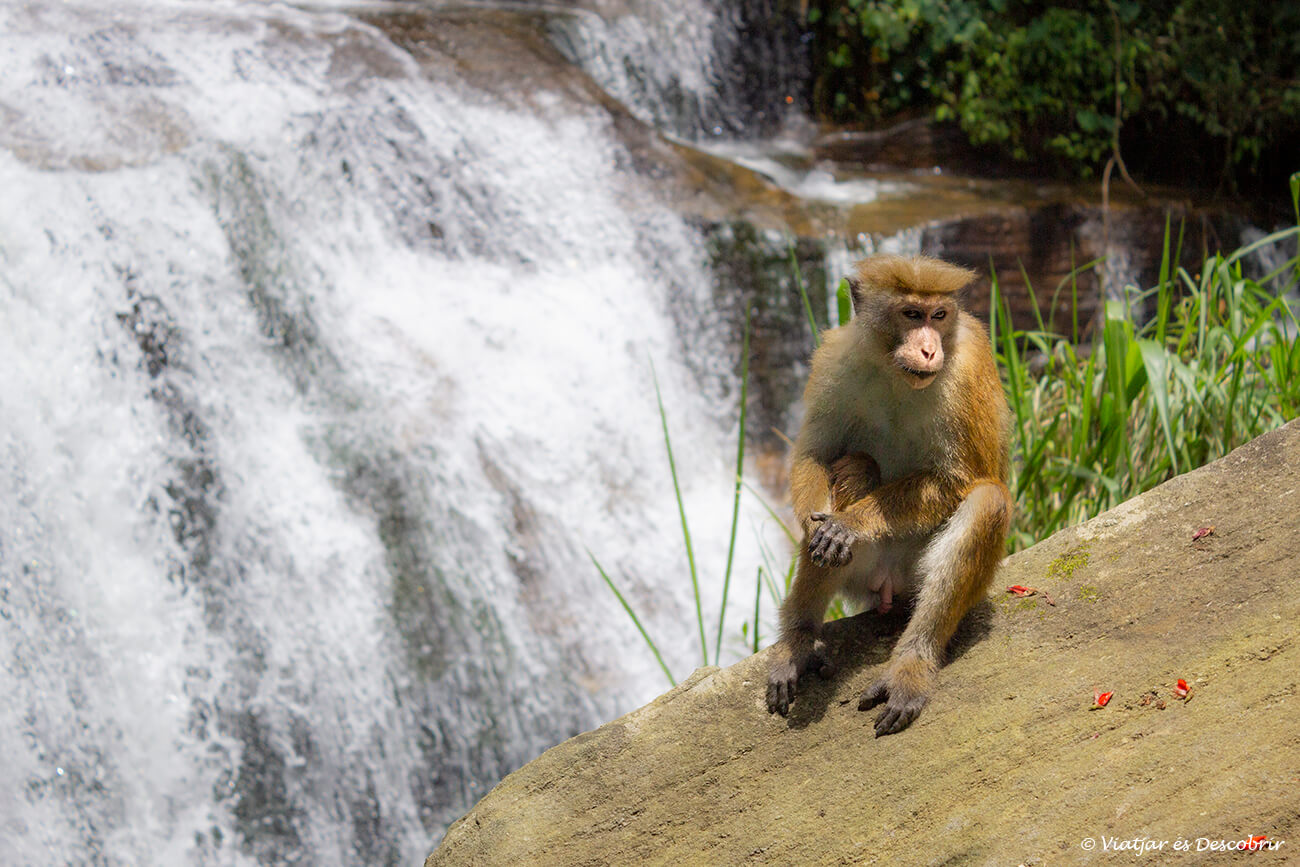 un macaco davant d'una de les múltiples cascades que es poden veure per les carreteres de les terres altes