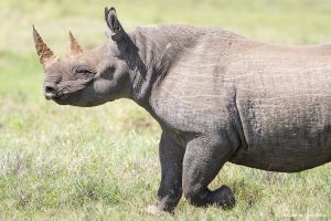 Més informació sobre l'article Safari al Ngorongoro: com baixar fins al cràter i preu