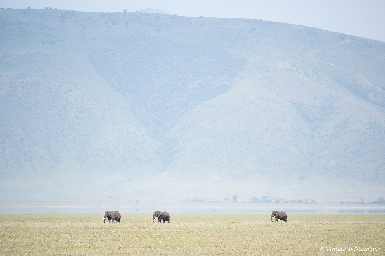 detalls de tres elefants caminant per l'interior del cràter del Ngorongoro amb les parets que limiten la caldera al fons