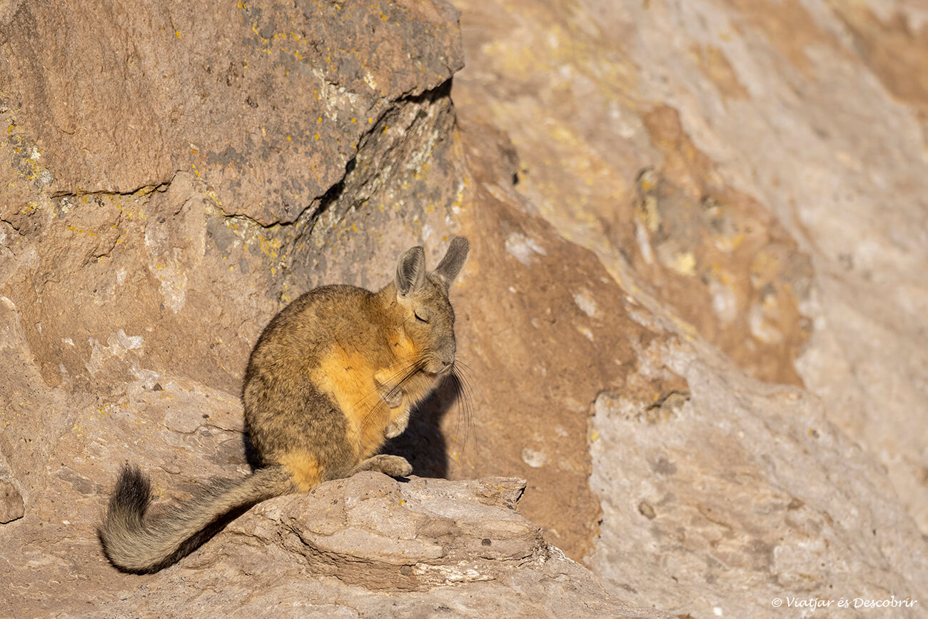 viscatxa sota els primers rajos de sol al Parc Nacional Lauca
