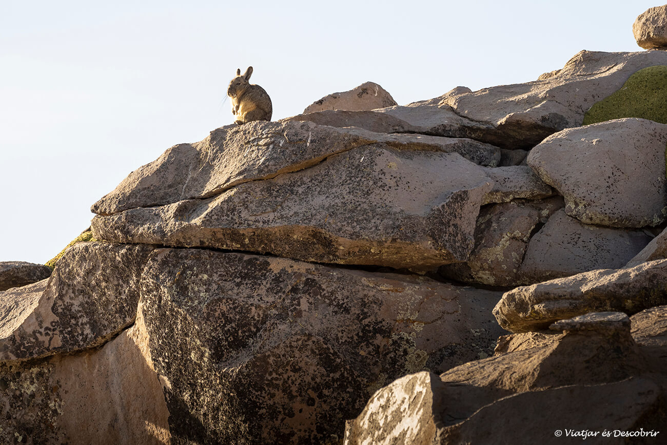 viscatxa descansant sobre unes pedres