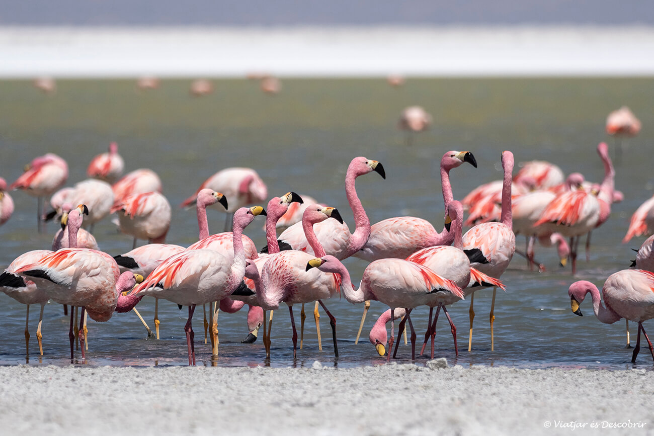 flamencs al Salar de Surire