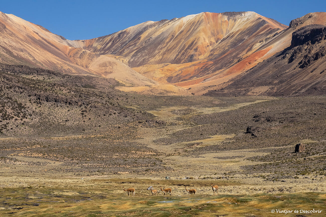 vicunyes i la muntanya de Suriplaza al fons durant una ruta per fer a la zona del Parc Nacional Lauca
