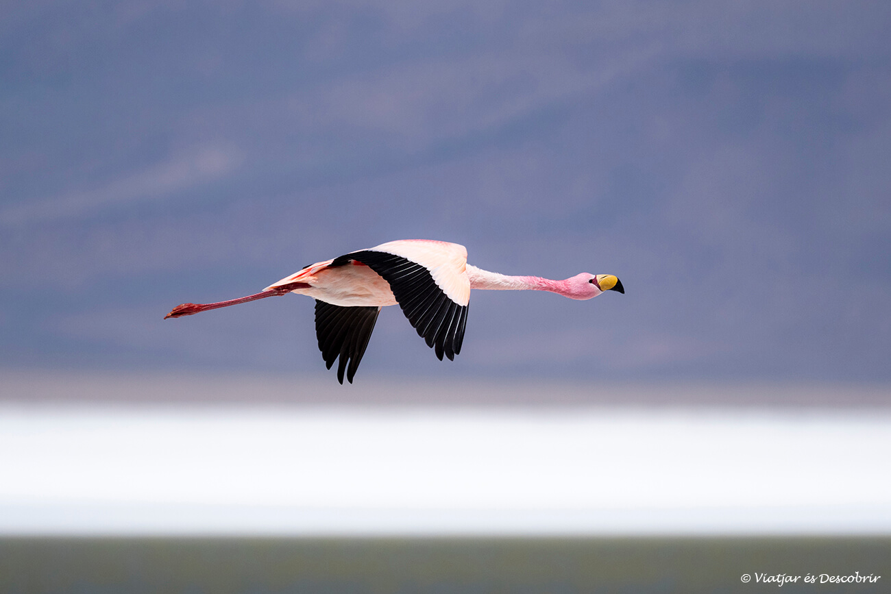 flamenc volant a prop d'un salar del Nord de Xile