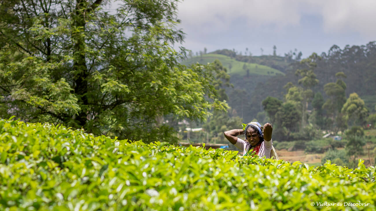 una dona de sri lanka cullint te d ela manera tradicional a prop d'algunes de les fàbriques que veure a Nuwara Eliya