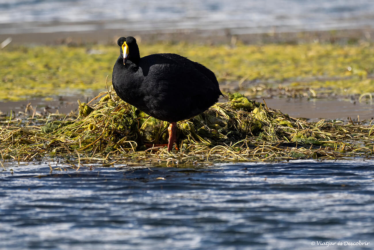 fotja andina nidificant al llac Chungará