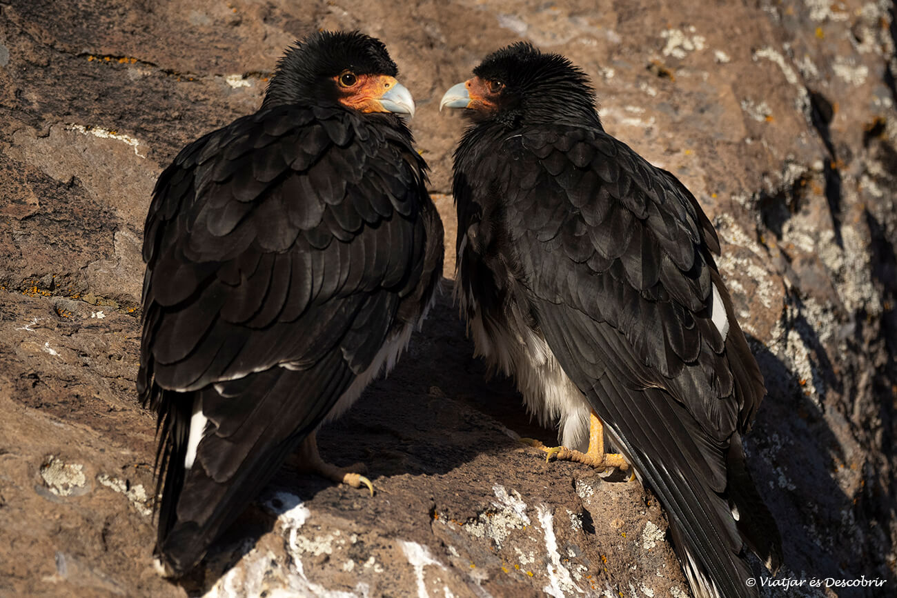 dues àguiles habituals a la puna de Xile
