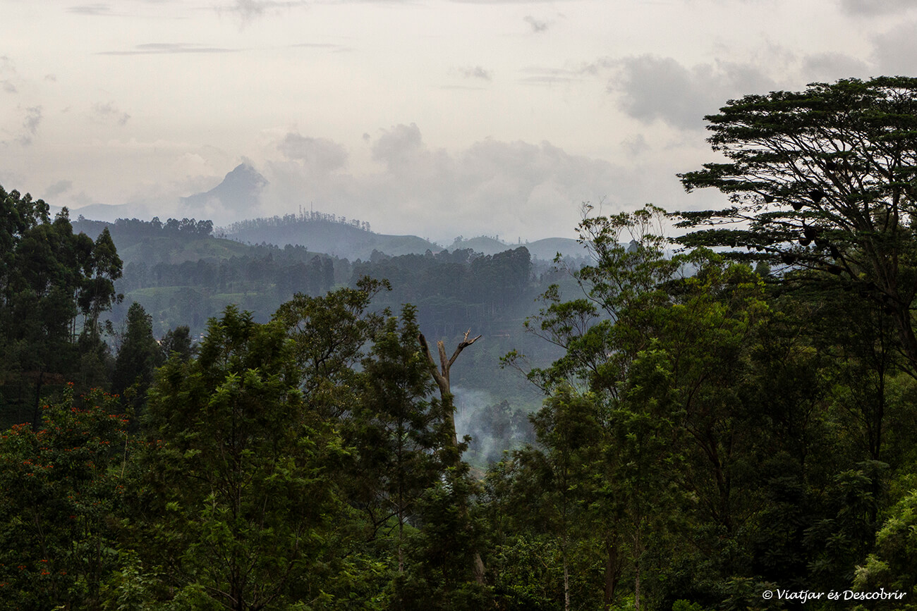 tunrons i vegetació als afores de Nuwara Eliya