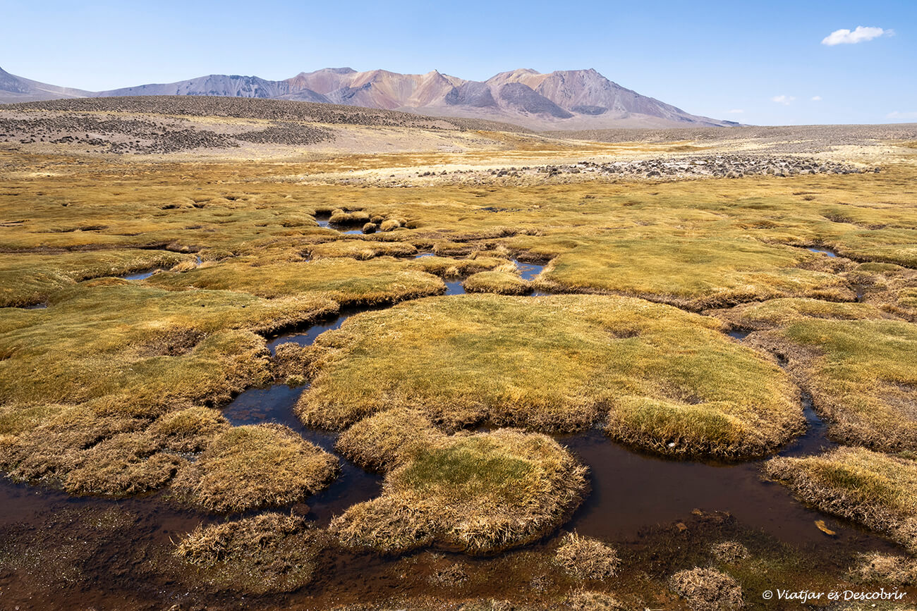 paisatge característic d'aiguamolls andins al Parc Nacional Lauca durant una visita per lliure