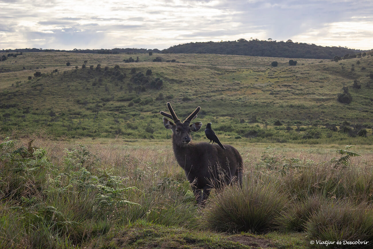 un cérvol Sambaar al parc nacional Horton Plains que és un racó de naturalesa que veure a Nuwara Eliya molt interessant