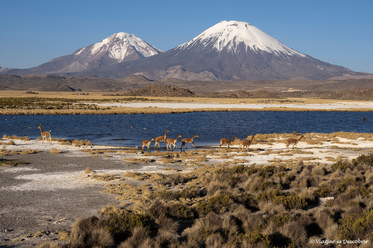 grup de viscatxes amb una llacuna i el volcà Parinacota al fons