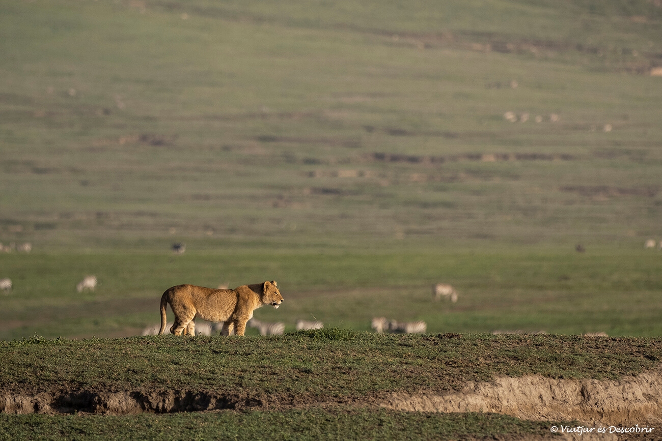 un petit lleó il·luminat per la llum de la sortida de sol