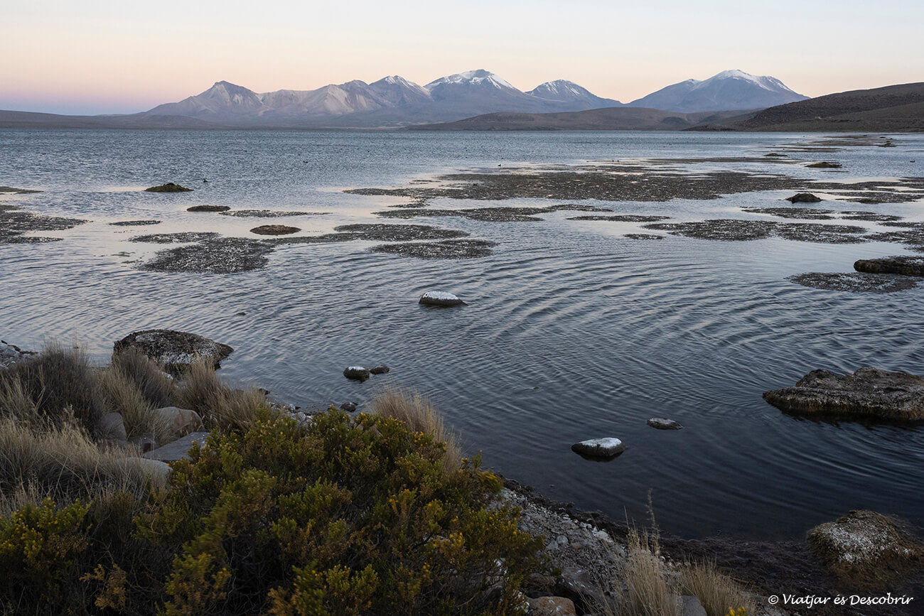 llacuna al Parc Nacional Lauca i a prop de la frontera amb Bolivia