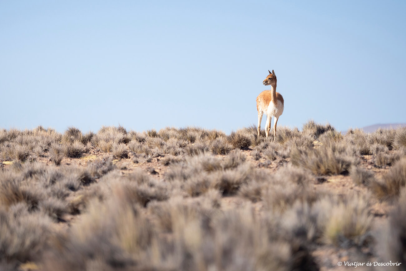 vicunya al nord de Xile durant una ruta guiada amb 4x4