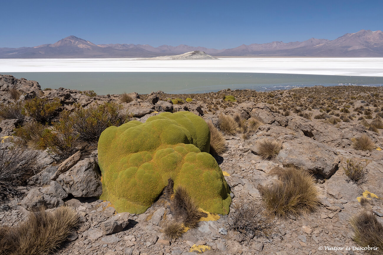 planta típica del nord de Xile