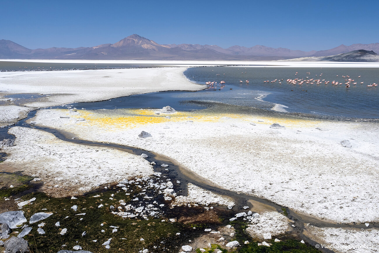 Salar de Surire amb flamencs i muntanyes de més de 5.000 metres d'altitud al fons