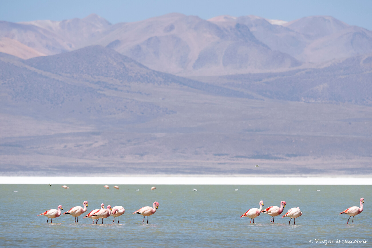 llacuna al Salar de Surire que es pot visitar des de la zona del Parc Nacional Lauca