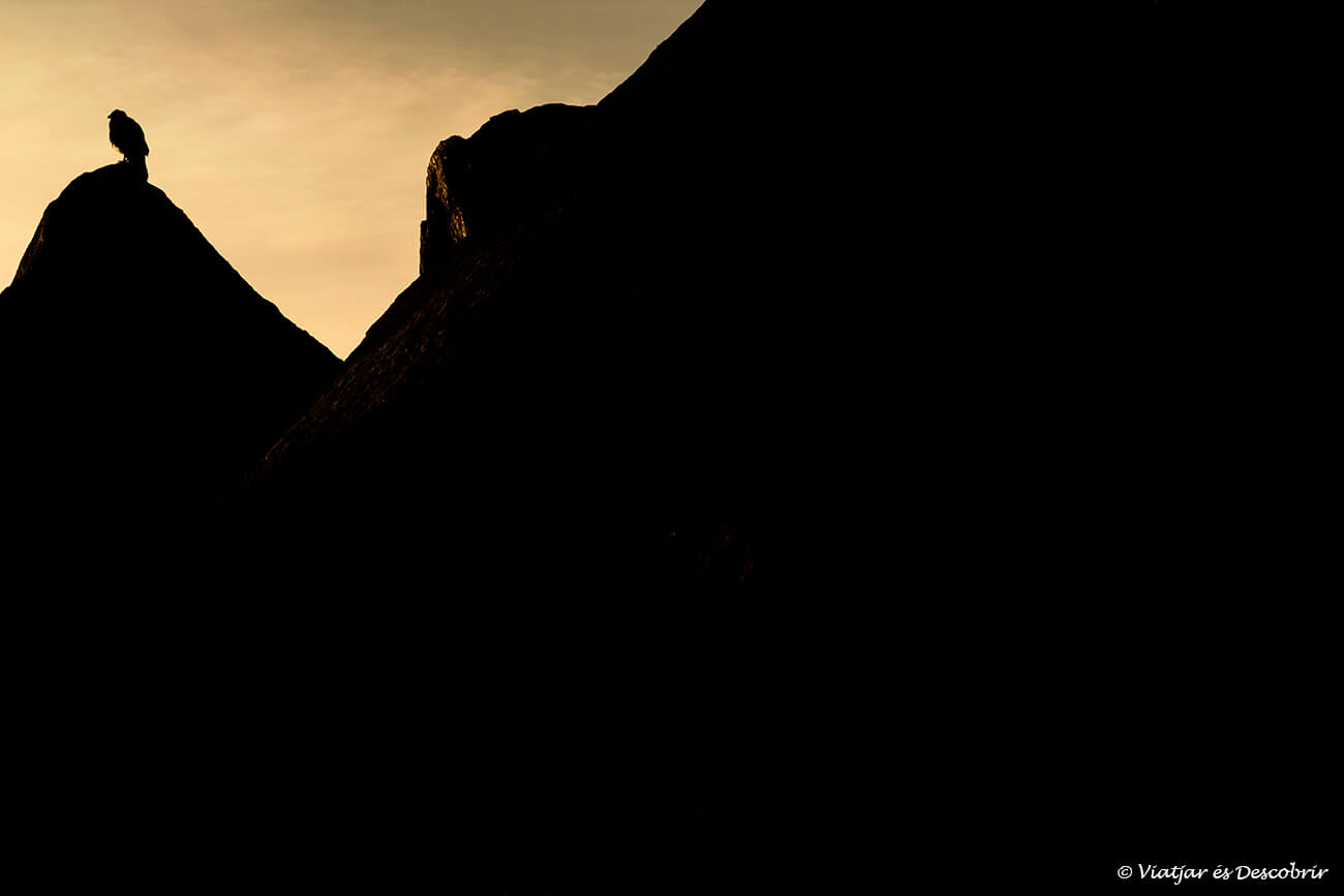 silueta d'un carancho als bofedals de Las Cuevas