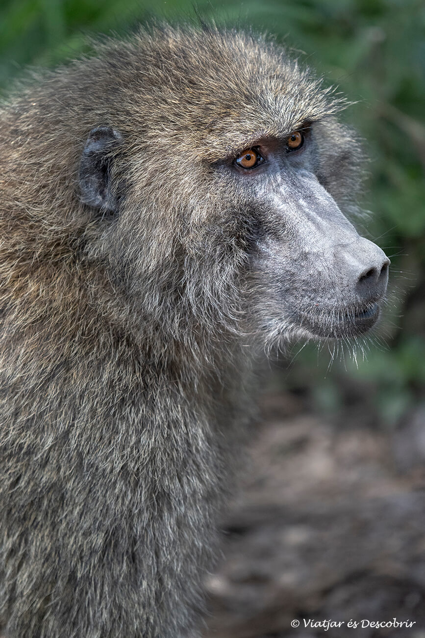 babui al bosc durant la part final del safari al cràter del Ngorongoro