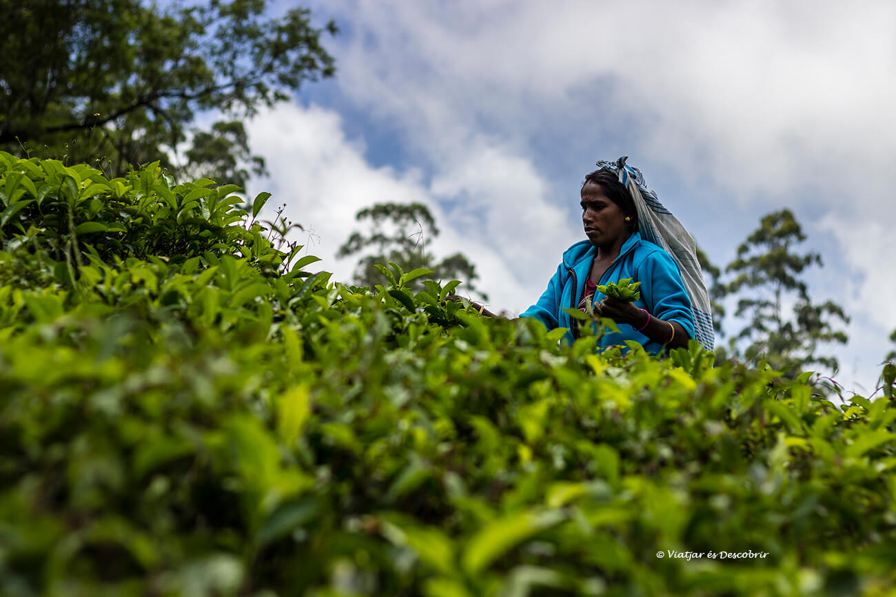 tea pucker a prop d'una fàbrica de te collint les fulles de la manera tradicional i amb molt esforç
