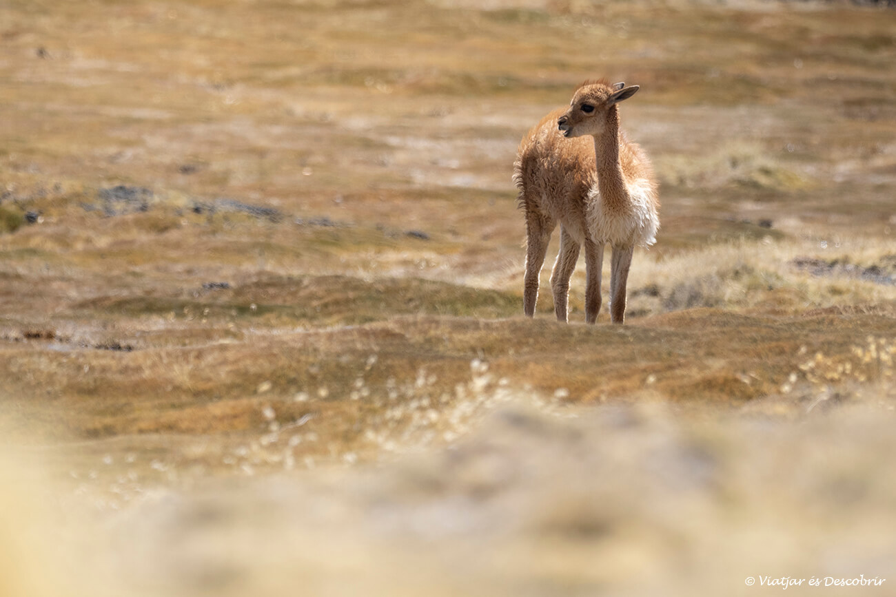 vicunya a la reserva nacional dedicada a protegir aquests camèlids andins