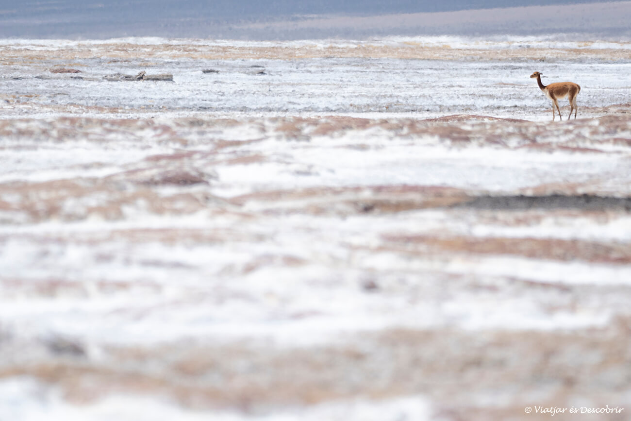 vicunya envolta d'un paisatge minimalístic a prop del Salar de Surire
