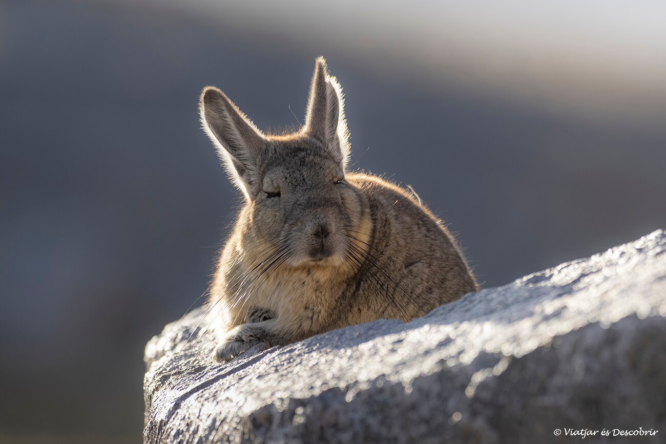 primer pla d'una viscatxa a prop dels bofedals de las Cuevas