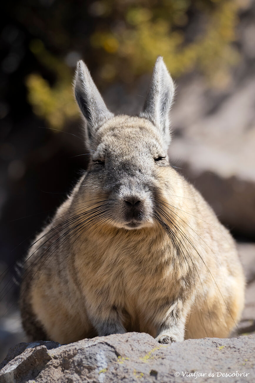 viscatxa prenent el sol i escalfant-se de la fredor de l'hivern austral a més de 4.000 metres d'altitud