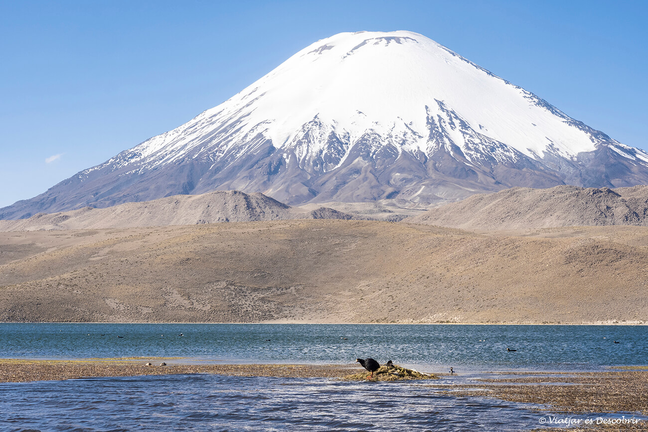 una fotja andina i el volcà Parinacota al fons