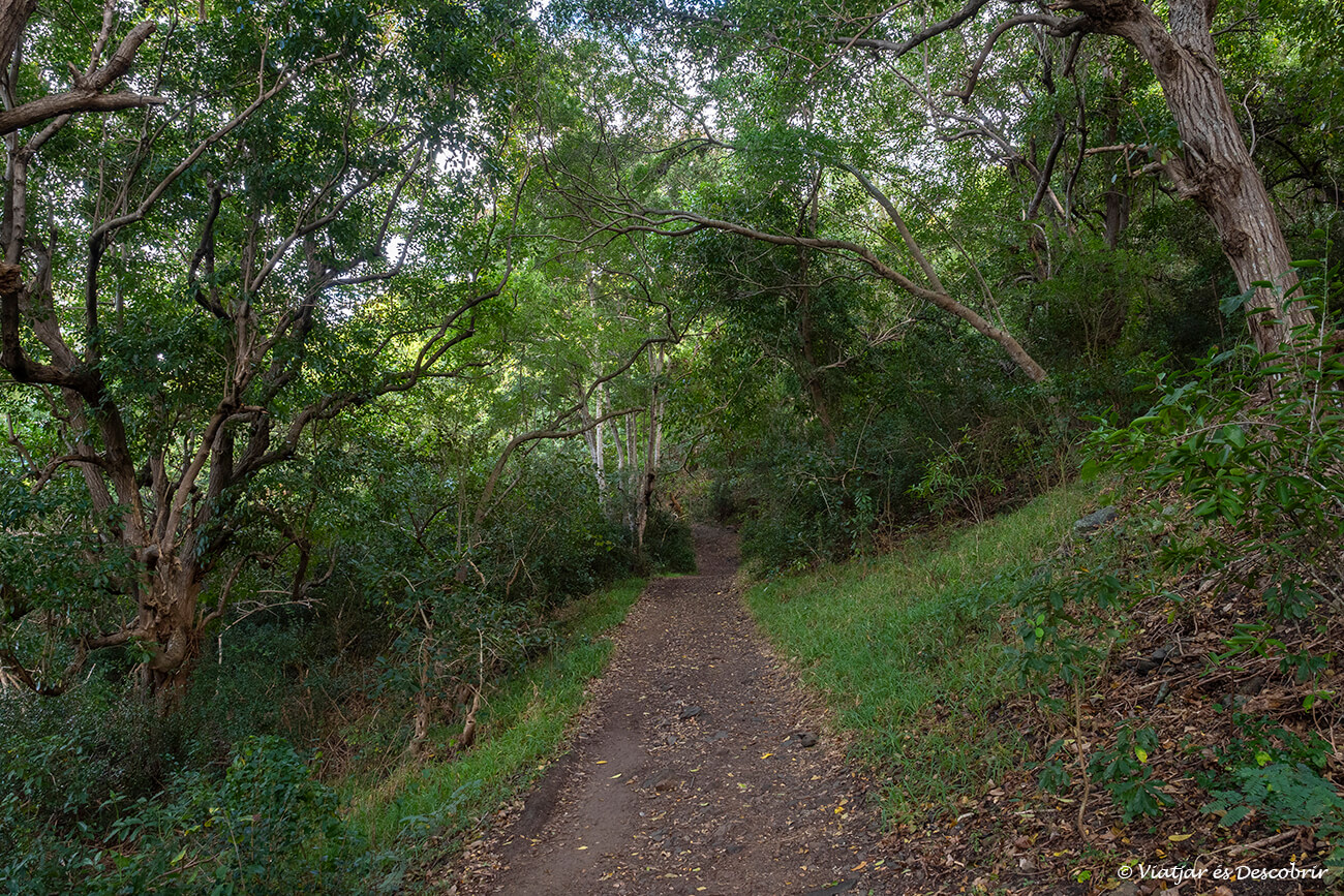 camí pel bosc a la primera part del trekking a Le Morne Bravant