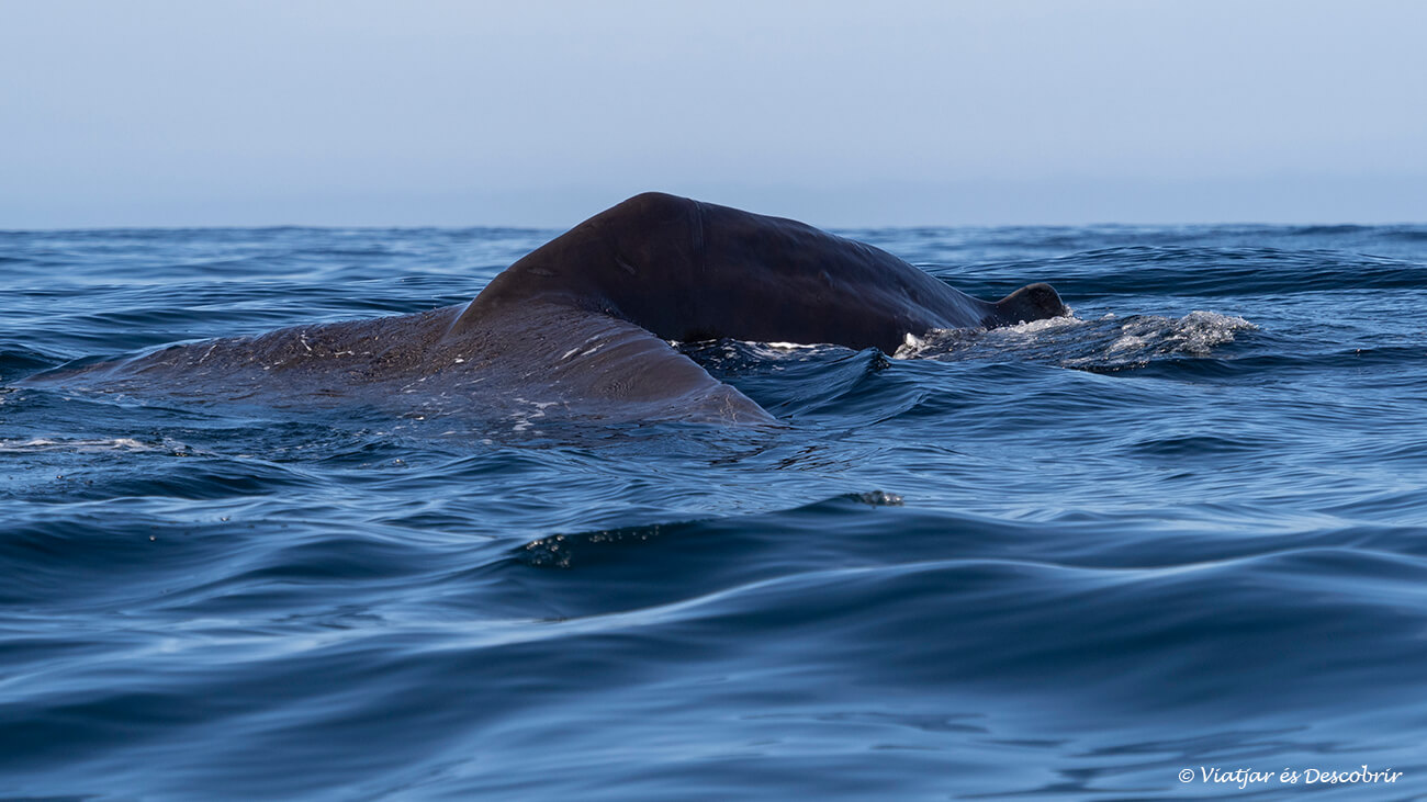 la Caleta Chañaral de Aceituno és un dels millors llocs on veure balenes a Xile