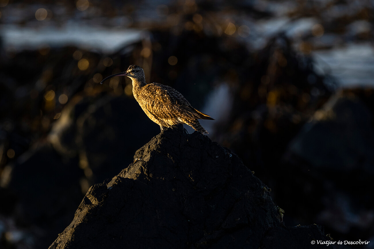 alguns dels ocells marins que es poden veure per la costa de Chañaral de Aceituno