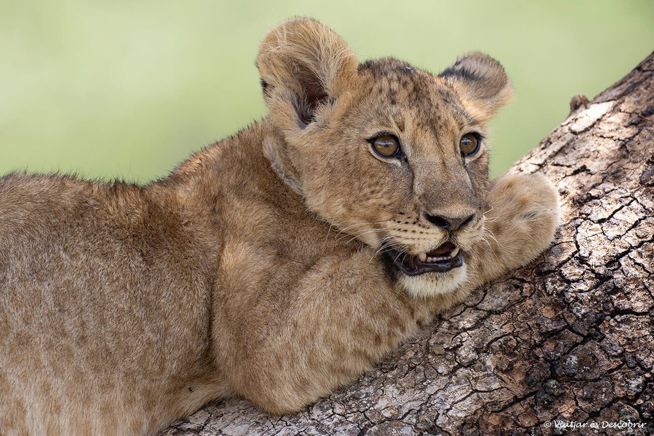 un dels grans moments d'aquest itinerari a Tanzània és el safari al Parc Nacional Tarangire on es poden veure lleons de manera ocasional