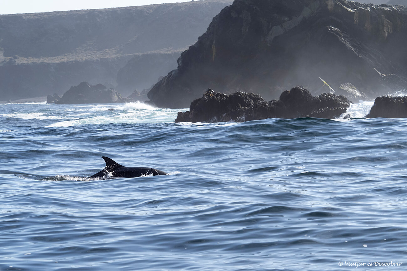 dofí durant una navegació per veure balenes a Xile en concret a Caleta Chañaral del Aceituno